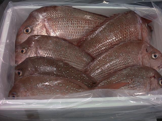  SNAPPER -PINK (Pagrus auratus)  Fresh    Frozen