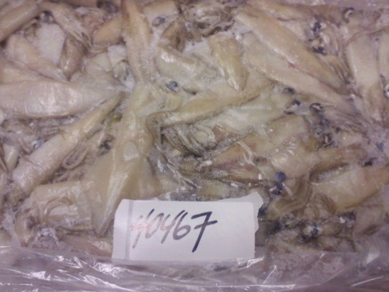 California Squid (loligo opalescens)