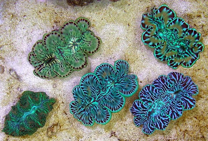 Tridacna maxima Clam