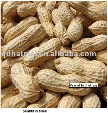 raw peanuts in shell
