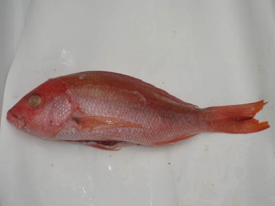Caribbean Red Snapper
