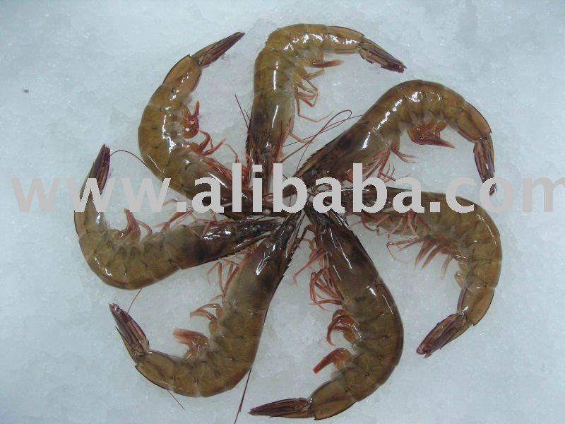 White Shrimp Raw