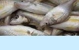 CRUSTACEANS Croaker