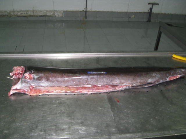 Sailfish-scientific name: Istiophorus Platyperus