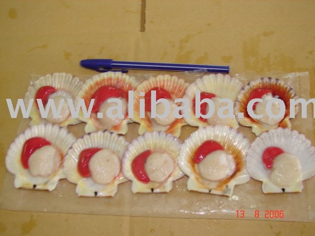 Frozen Cooked OR Raw White Clam Shell On (Meretrix Lyrata)