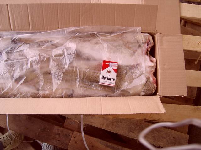Cod Headoff And Gutted