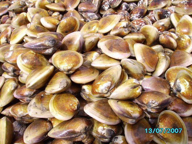 Hard Clam Shell