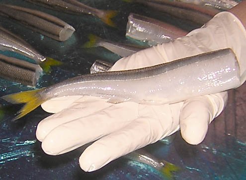Silversides Smelts