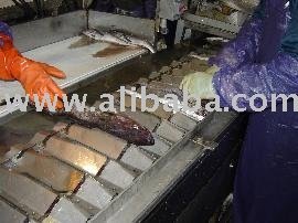 Pacific  Whiting