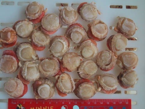 Frozen Scallop