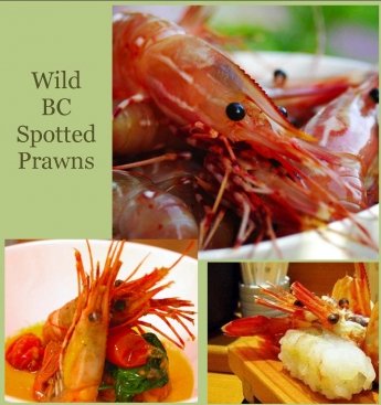 Wild BC Spotted Prawns