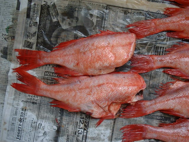 Atlantic Ocean Perch,China price supplier - 21food