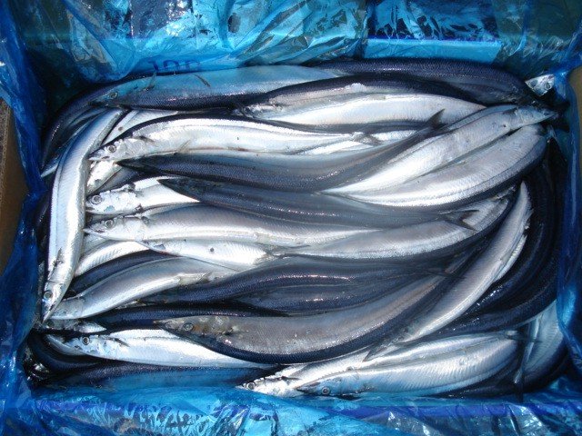 Frozen Saury