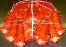 Kingcrab