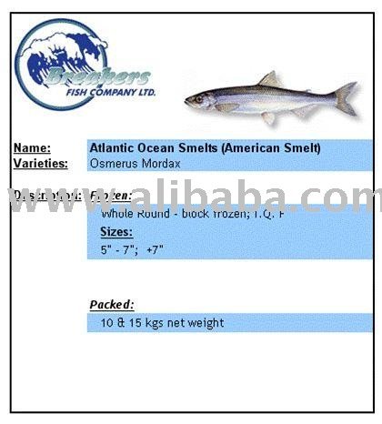 Smelts (Silver sides)