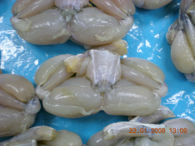 FROZEN FROG LEGS,Vietnam SATRA price supplier - 21food