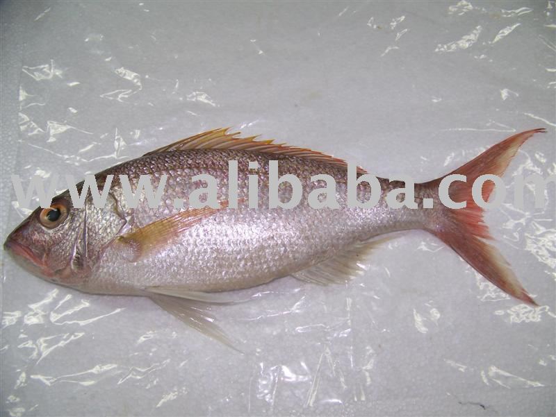Frozen Gold Banded Snapper