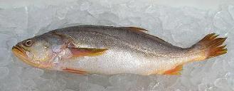 Frozen Yellow Croaker
