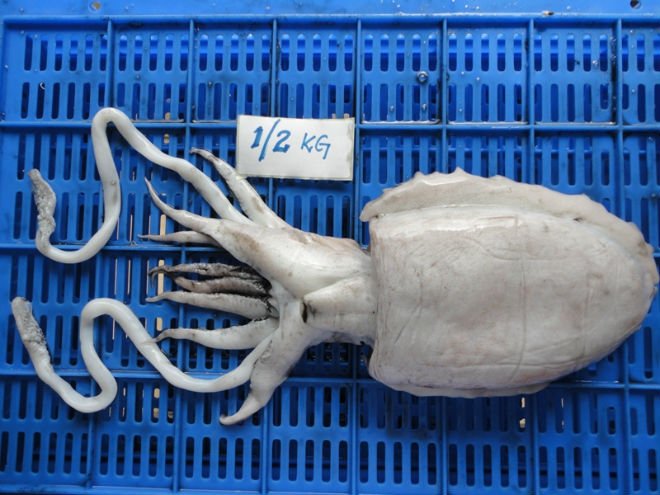 frozen cuttle fish whole