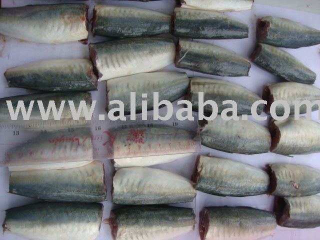 Muroaji  tuna  bait