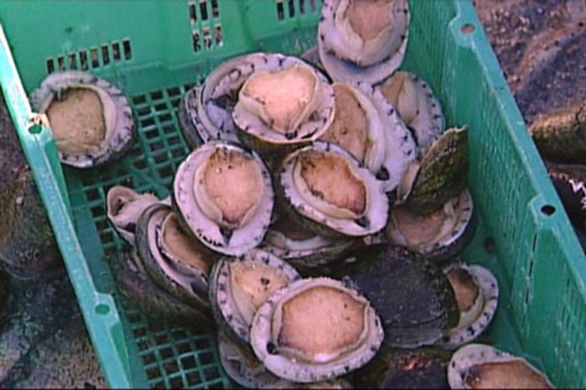 Abalone