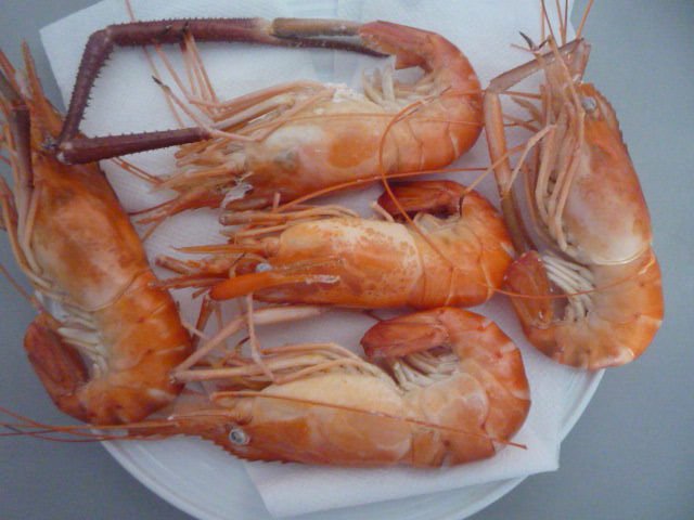 Fresh Water Shrimp - HOSO