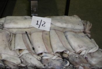 Cuttlefish