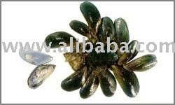 Green Mussel