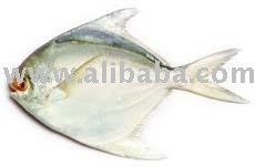 Silver Pomfret