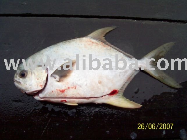 SILVER POMPANO