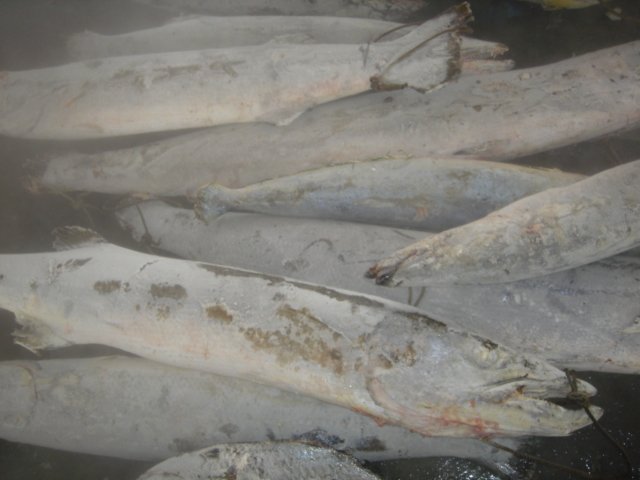 Sell barracuda