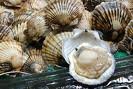 SCALLOPS