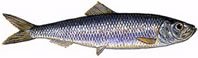 Herring / Atlantic Herring