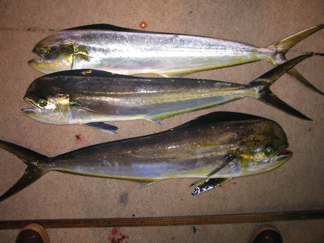Mahi Mahi