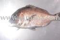 Red porgy (Red sea bream)