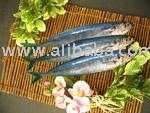 G09 Round Scad (Decapterus Macrosoma)
