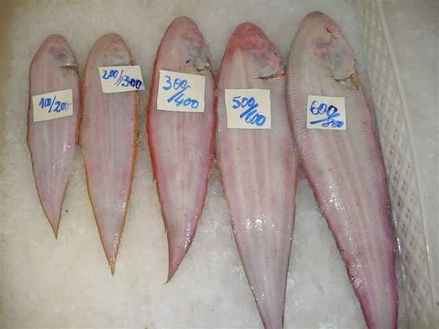 Atlantic Sole