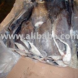 Greenland Turbot
