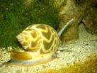  LIVE  BAIGAI/ SEA  SNAIL  / TIGER  SNAIL 
