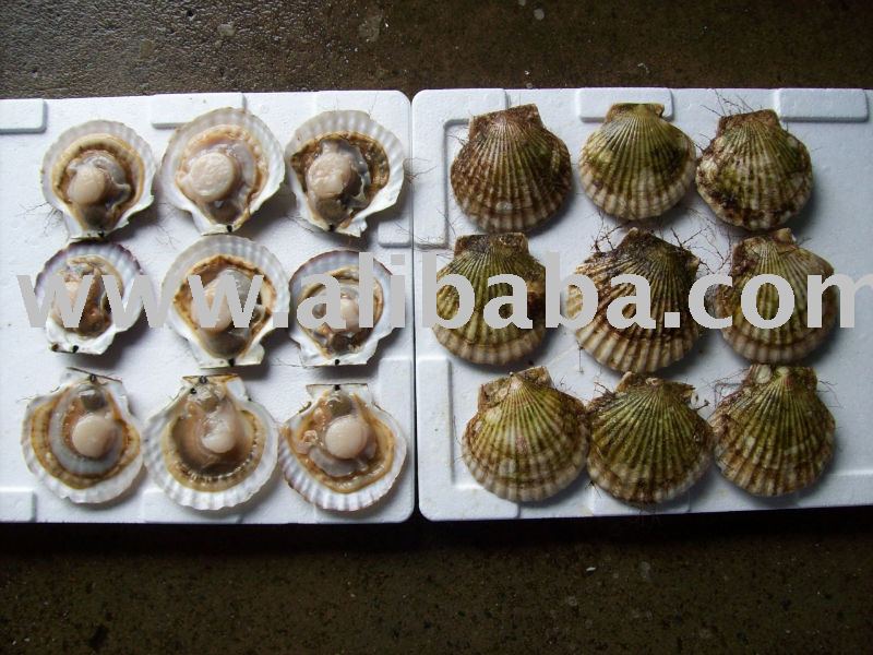Live,  Fresh  Scallop