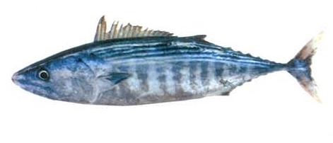 Striped Bonito