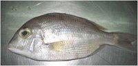 Seabream