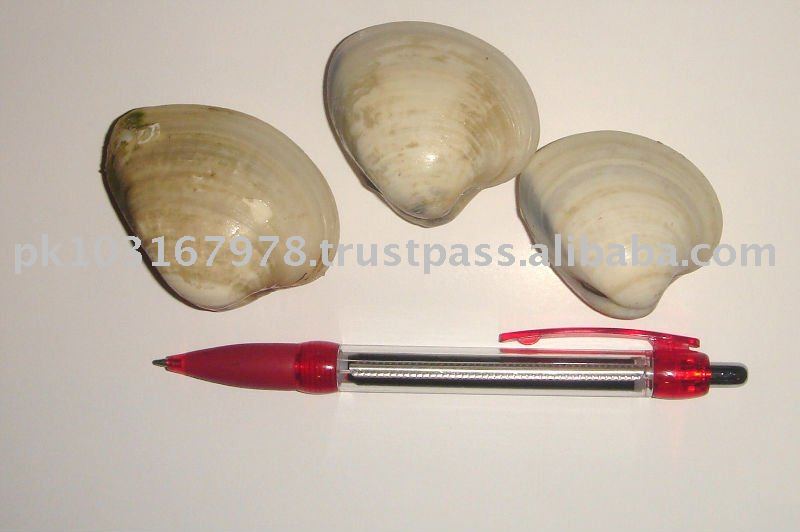 SURF CLAM