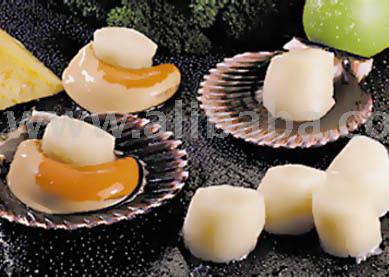 Scallops