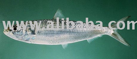 Frozen Indian Oil Sardine