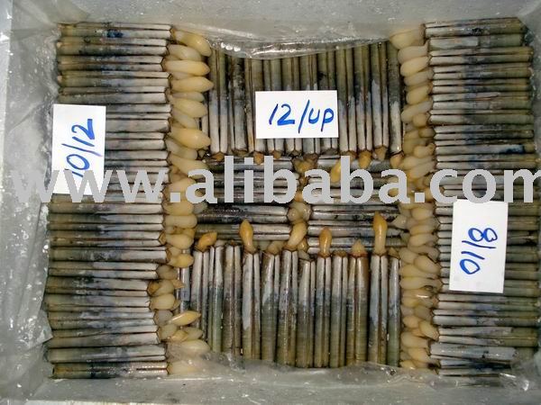 Sell Razor Clam/Jack Knife Clam