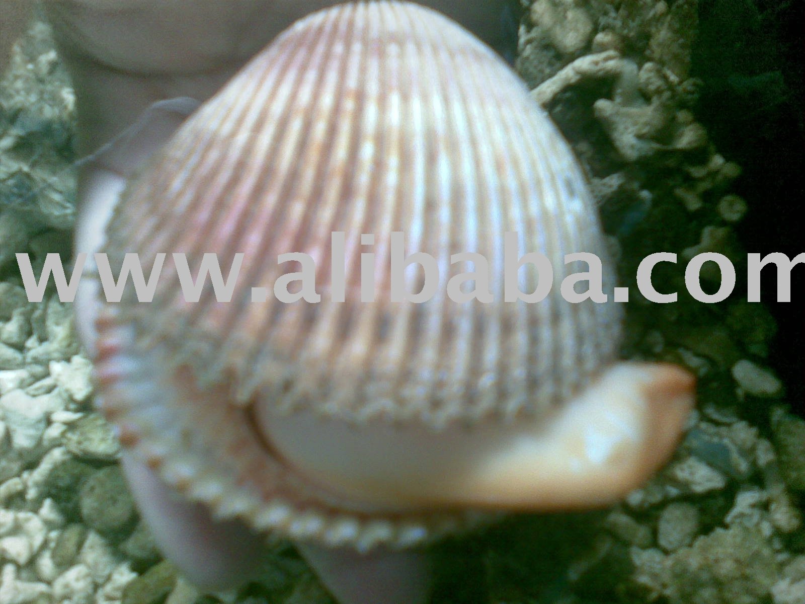  Live   Clam  Or Buddha Palm  Clam 