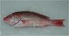 Red Snapper (Lutjanus campechanus)