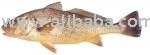 Croaker