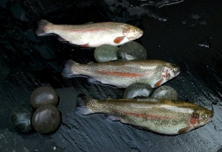  Frozen   Trout 